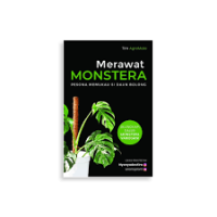 Merawat monstera